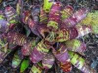 Flechte in einer violett und grün gestreiften Bromelie - Furnas - São Miguel